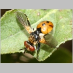 Gymnosoma sp - Raupenfliege 22d 5mm Lehmkuhle.jpg